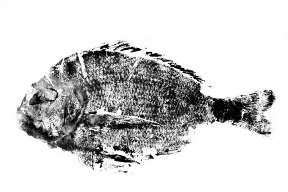 Black gyotaku fish print on a white background
