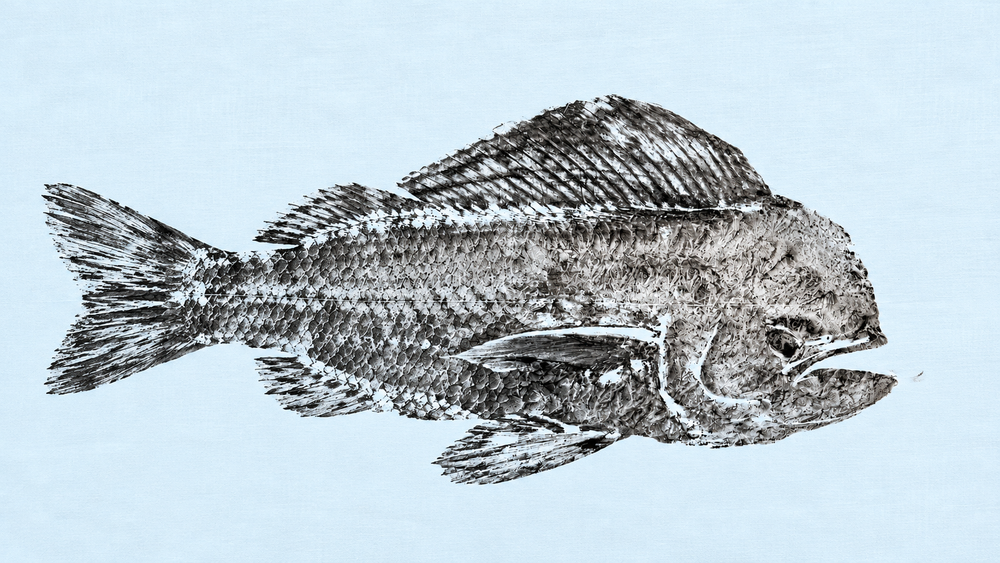 The Angler's Canvas- Standard Pack Gyotaku Fish Printing Kit (36x18 in ...